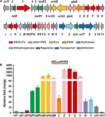 Production of chain-extended cinnamoyl compounds by overexpressing two adjacent cluster-situated LuxR regulators in Streptomyces globisporus C-1027